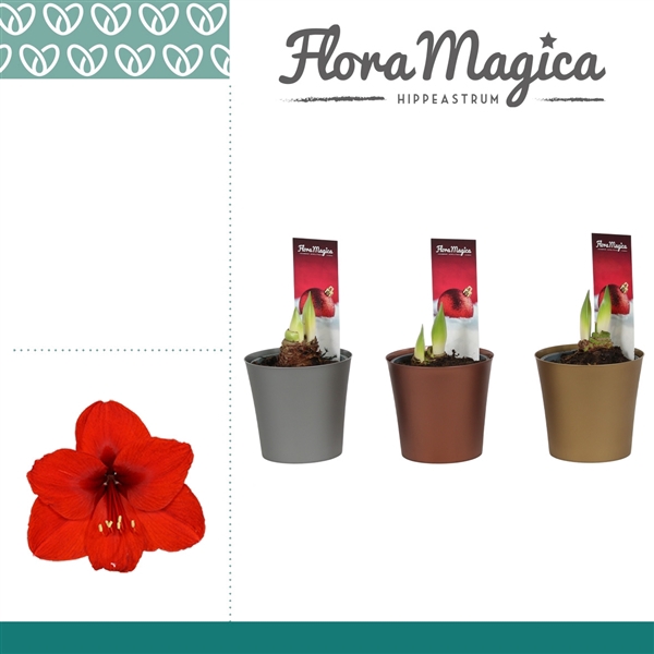 <h4>Amaryllis rood 2 Knop Plastic ompot Linge metallic KERST</h4>