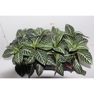 APHELANDRA P13 SEM FLOR