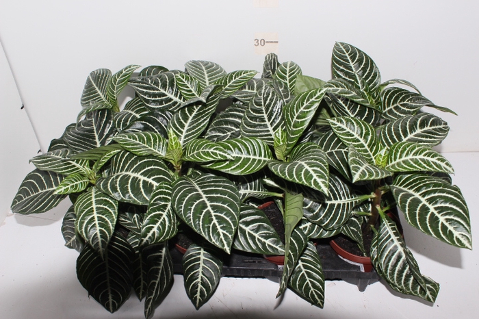 APHELANDRA P13 SEM FLOR