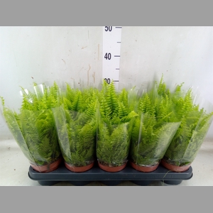 Nephrolepis exal. 'Boston BlueBell'