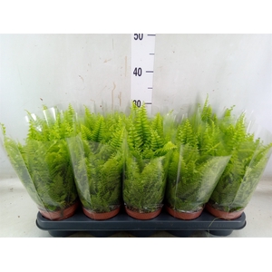 Nephrolepis exal. 'Boston BlueBell'