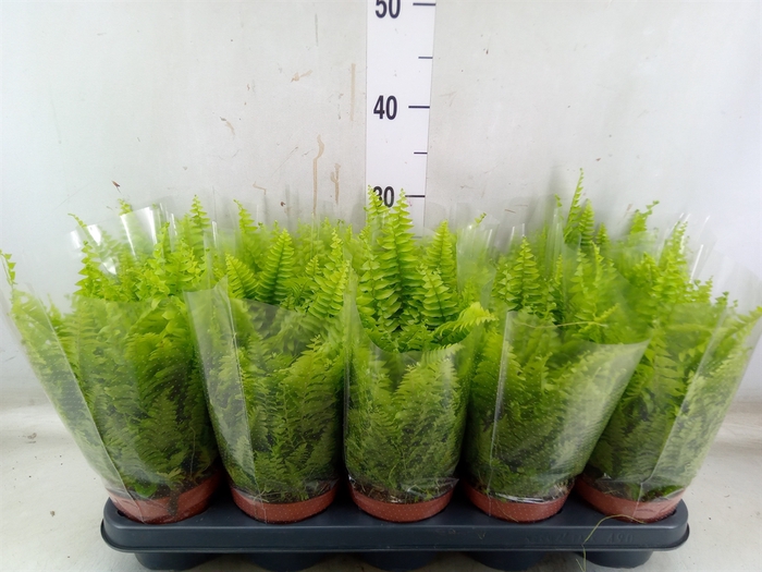 <h4>Nephrolepis exal. 'Boston BlueBell'</h4>