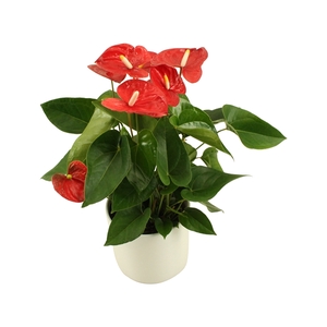 Anthurium XL.9 Jambo Red 14cm in keramiek