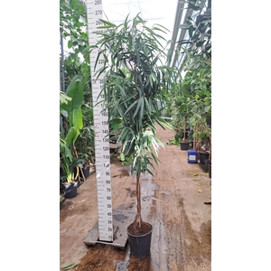 Ficus binn. 'Alii'