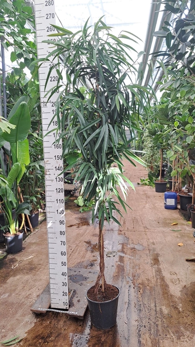 <h4>Ficus binn. 'Alii'</h4>