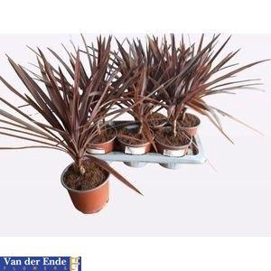 CORD AUS RED STAR