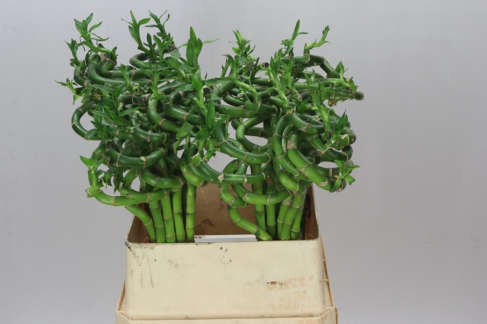<h4>Lucky Bamboo Twisted</h4>