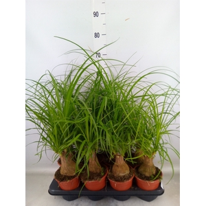 Beaucarnea recurvata