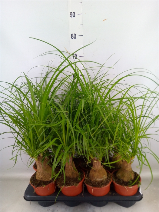 <h4>Beaucarnea recurvata</h4>