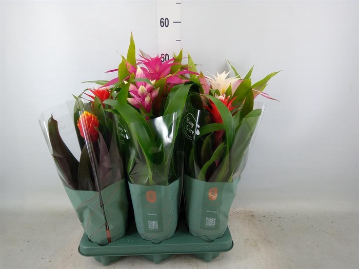 <h4>Bromelia ...mix</h4>