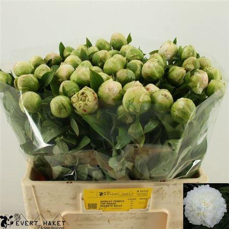 Paeo Puffed Cotton