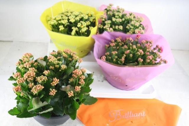 <h4>KAL GE GEM 4 KL</h4>