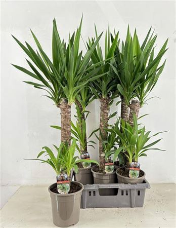 <h4>Yucca 60-20 Cm</h4>