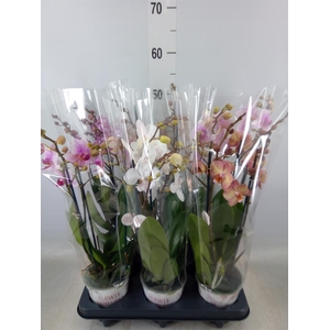 Phalaenopsis   ...mix