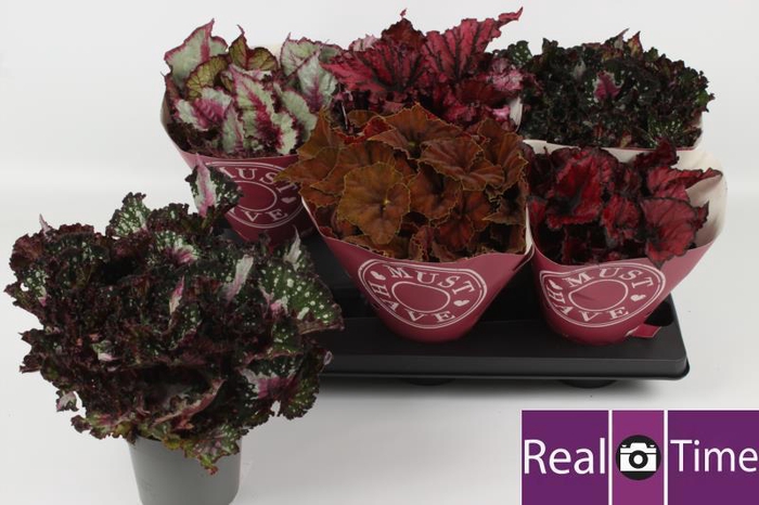 <h4>BEG BEL GEM</h4>