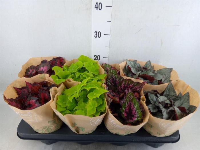 <h4>Begonia BD 'Beleaf'   ...mix</h4>