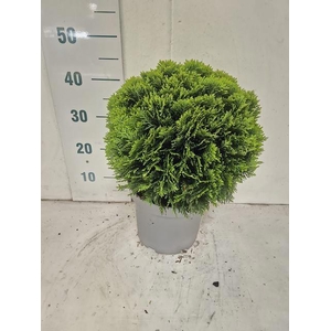 THUJA O DANICA