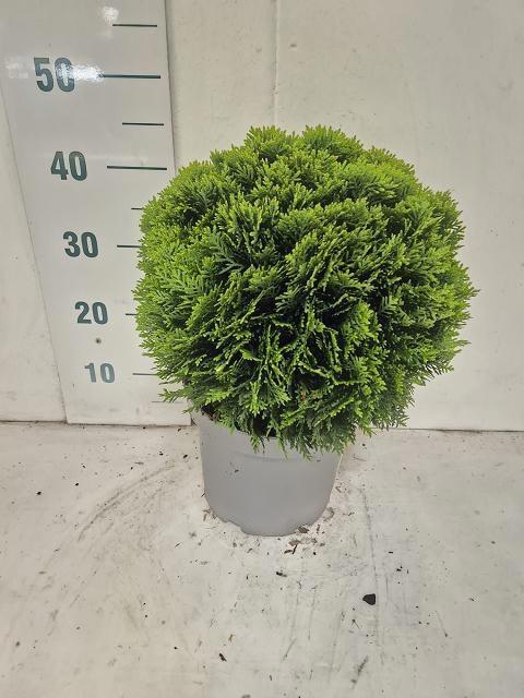 <h4>THUJA O DANICA</h4>
