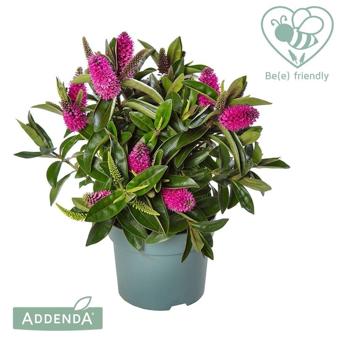 <h4>Hebe Addenda roze</h4>