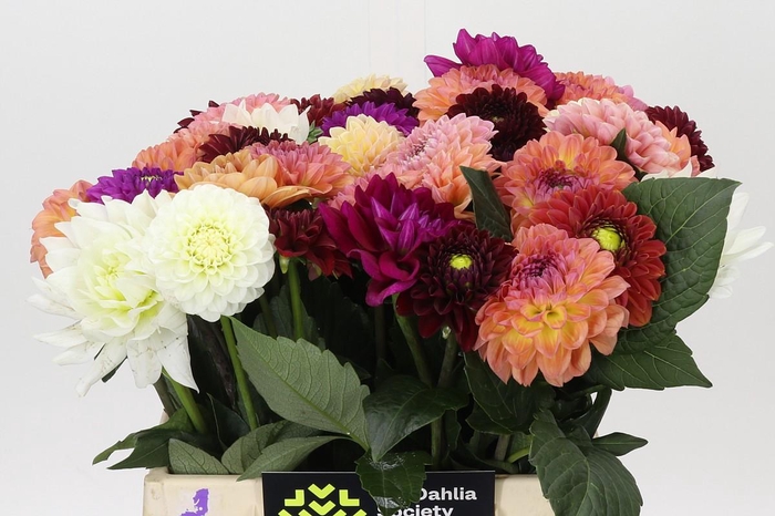 Dahlia Gemengd in bos