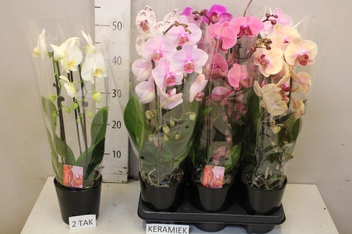 <h4>ARR PHAL MT</h4>