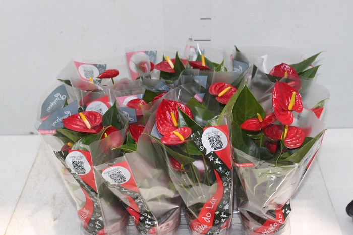 <h4>ANTHURIUM RED SUCCESS P09</h4>