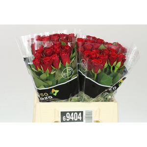 Rosa Gr Red Ribbon