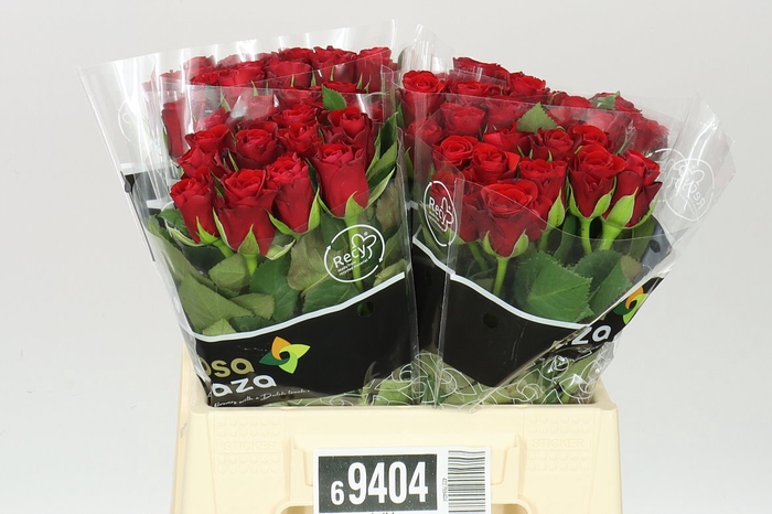<h4>Rosa Gr Red Ribbon</h4>