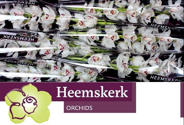 <h4>CYMB T MELINE</h4>