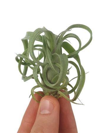 <h4>Tillandsia Curly Bonsai</h4>
