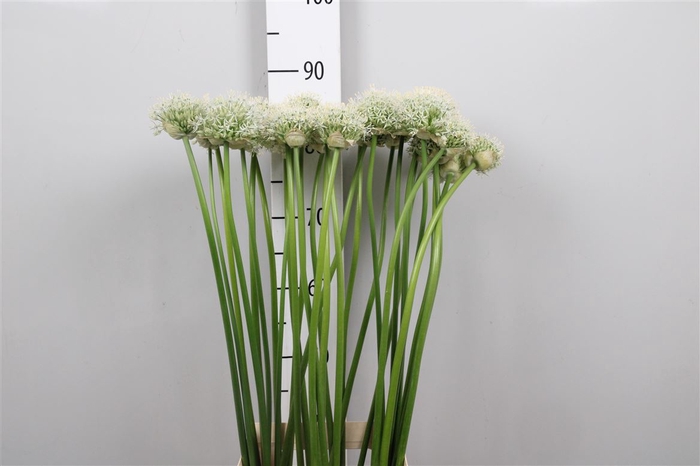 <h4>Allium Mount Everest</h4>