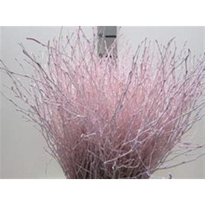 BERK LICHT ROSE L60