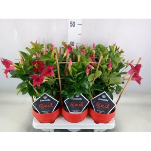 Mandevilla  'Sundavil Red'