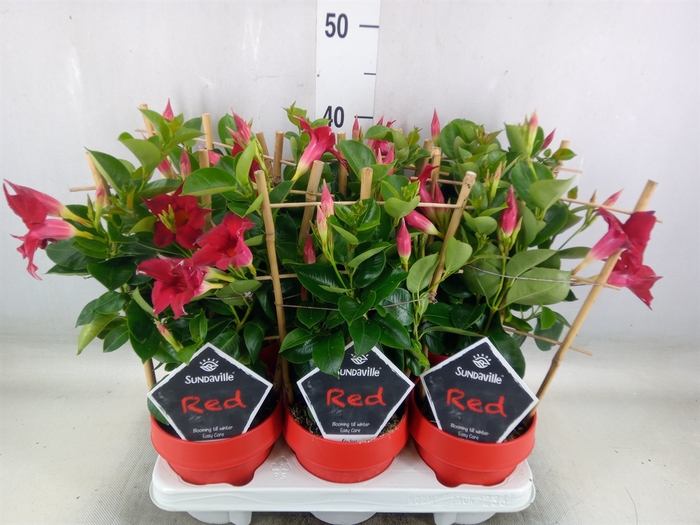 Mandevilla  'Sundavil Red'