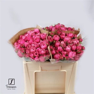 R TR Silva pink 50cm