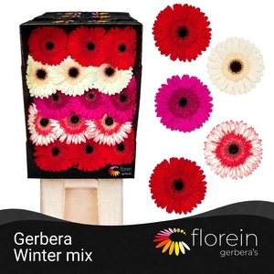 Gerbera Mix Winter Diamond