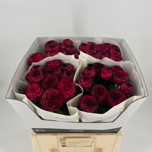 R Tr Romantic Nostalgie Schittko