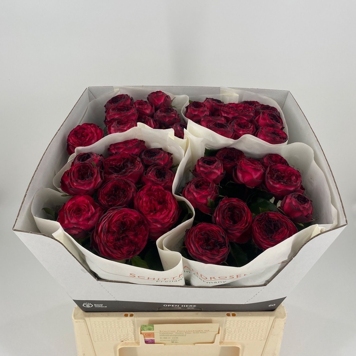 <h4>R Tr Romantic Nostalgie Schittko</h4>