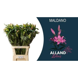 Li Ot Maldano 5+