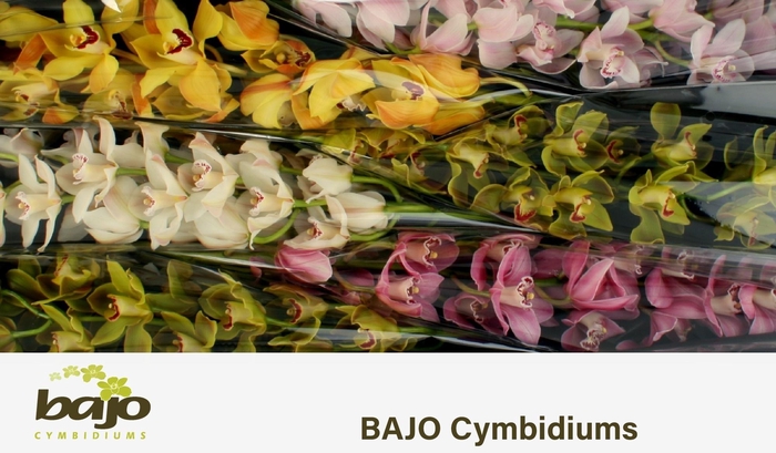 <h4>CYMB T GEM</h4>