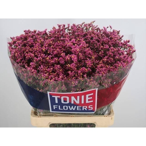 LIM SIN PRINCESS DIA