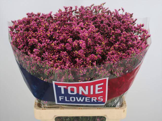 <h4>LIM SIN PRINCESS DIA</h4>