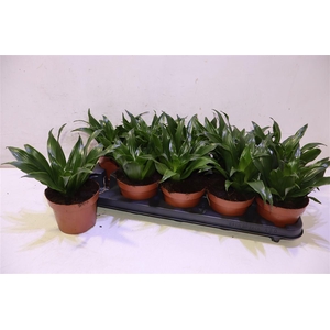 arr8 Dra Comp Compacta