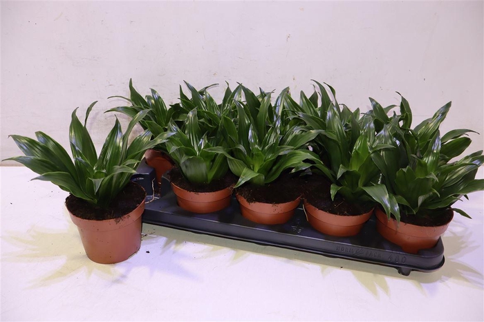 <h4>arr8 Dra Comp Compacta</h4>