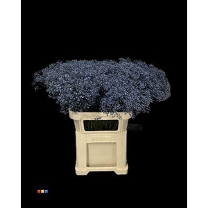 Gyps Million Star Marine Blue