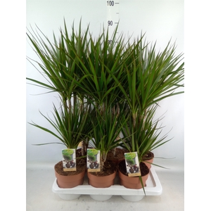 Dracaena marg.