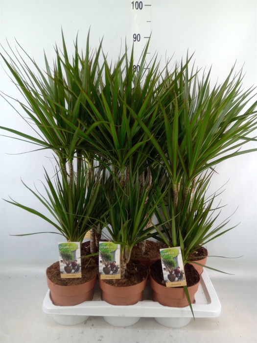 <h4>Dracaena marg.</h4>