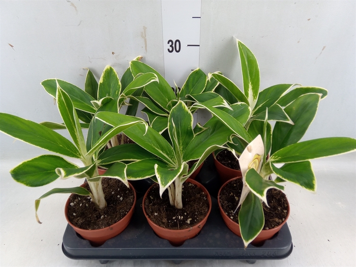 <h4>Aglaonema  'White Lime'</h4>