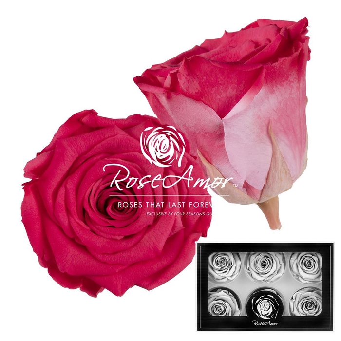 <h4>Lplus Bic10</h4>