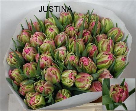 <h4>Tu Du Justina</h4>